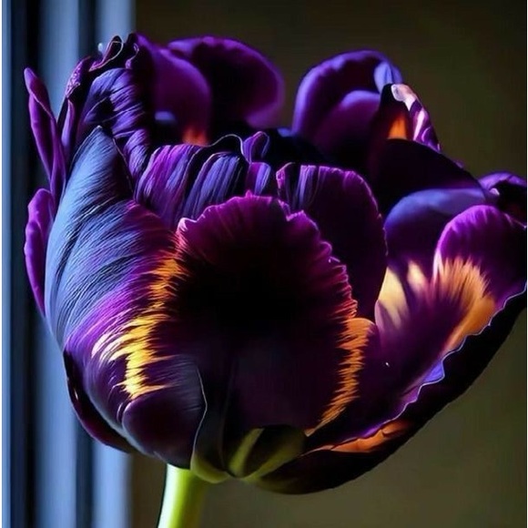 Meet your Posher, Tanya - Picture 1 of 1